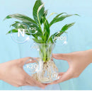 Solución hidropónica de nutrientes para el crecimiento de las plantas